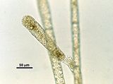 Choristocarpus tenellus5